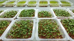 Астраханские студенты осваивают сити-фермерство