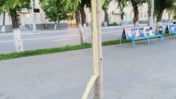 В Астрахани задержали срезавших кору с деревьев вандалов