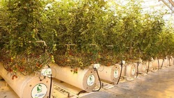 Астраханский тепличный комплекс привлёк 23 млн рублей господдержки