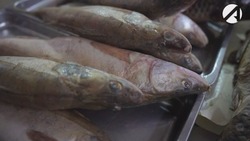 У астраханского бизнесмена изъяли почти 800 кг нелегальной рыбы