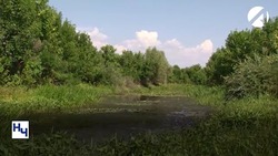 Астраханская область увеличила объёмы доходов от использования лесов