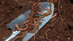 Из-за дождевых червей астраханец потерял деньги