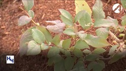 В Астраханской области начали выращивать голубику