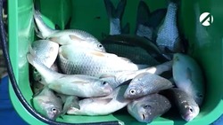 Россельхознадзор нашёл в Астрахани воблу из будущего