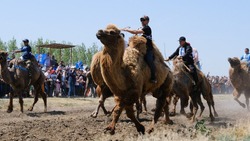 Астраханские фермеры покажут свои достижения на агрофестивале