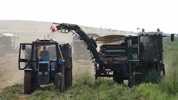 В северных районах Астраханской области собирают урожай