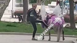 В центре Астрахани избили пони