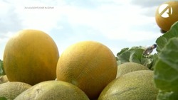 В Астраханскую область не пустили 20 тонн дынь