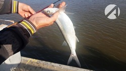 На астраханской набережной Волги ловят чехонь