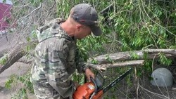Сильный ветер в Астрахани повалил десятки деревьев
