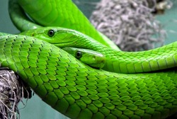 Что ожидает астраханцев в год Зелёной Змеи