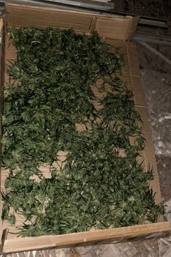 У астраханца изъяли почти 5 кг марихуаны