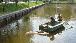 На Лебедином озере появился островок с черепахой