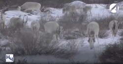 В ближайшие годы популяция сайгаков в Астраханской области должна восстановиться