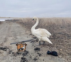 Спасённого под Астраханью лебедя выпустили в естественную среду 