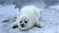Каспийского тюленя могут занести в список исчезающих видов
