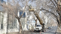 В Астрахани опиливают деревья по маршруту движения новых автобусов