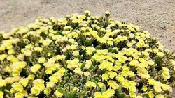 Под Астраханью зацвели дикие кактусы