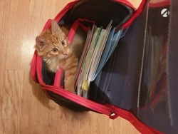 Астраханцы могут принять участие в благотворительной акции «Первоклассник»