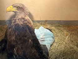В Астраханской области спасли краснокнижную птицу с переломом 