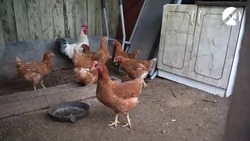 Астраханцы предпочитают выращивать домашних кур