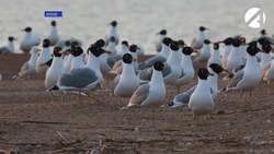 В Астраханской области на острове Малый Жемчужный обнаружен птичий грипп