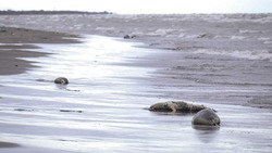 Причиной массовой гибели тюленей на Каспии мог стать выброс природного газа
