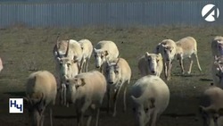 Сайгаки в Астраханской области безопасны для людей