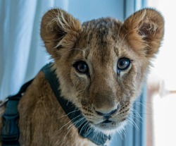 Волгоградские зооволонтёры спасли львёнка по имени Диана