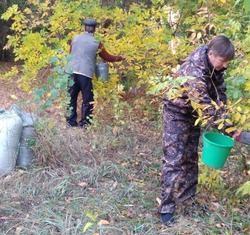 В Астраханской области собирают семена ясеня