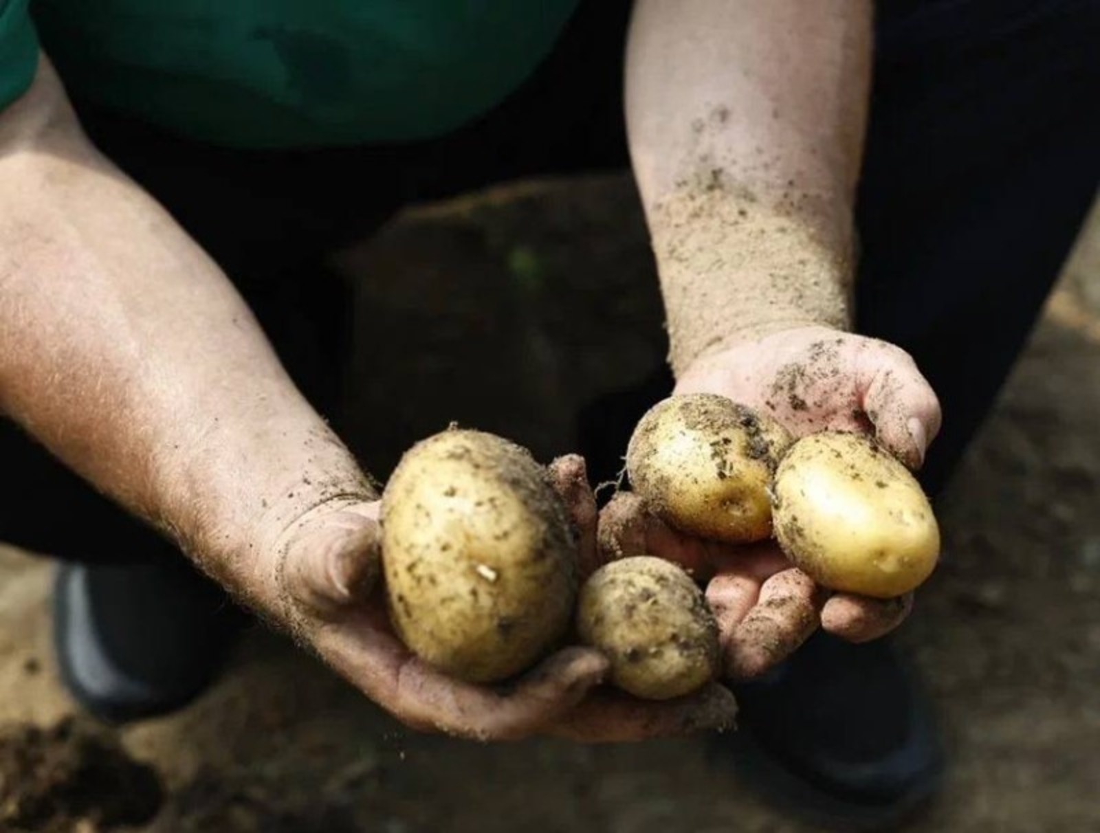 улучшенная копулировка