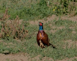 С 1 ноября в Астраханской области можно охотиться на фазанов, зайцев и шакалов