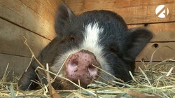 В Астраханской области свиней проверяют на африканскую чуму