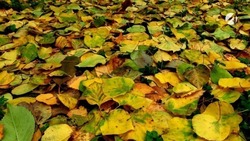 Какая погода ждёт астраханцев 16 ноября