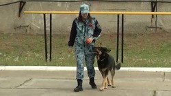 Астраханские студенты и школьники познакомились с опасной и интересной работой кинологов
