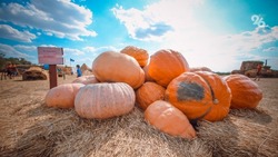 Кому нельзя есть тыкву