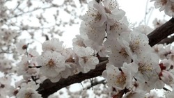 Астраханская область стала убежищем для аллергиков