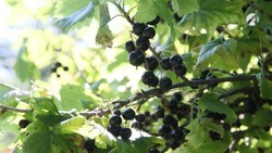 Астраханцам рассказали о полезных свойствах ягод