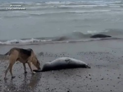 У побережья Каспия обнаружили почти полтысячи погибших тюленей