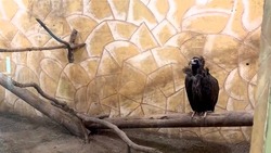 В астраханском зоопарке чёрные грифы готовятся стать родителями