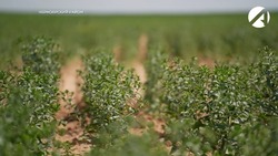 В Астраханской области будут выращивать сафлор