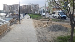 Астраханская область может получить право на усыпление бездомных собак