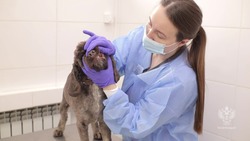Как избежать заражения от своего питомца