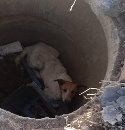 В Астрахани спасатели извлекли из люка пса