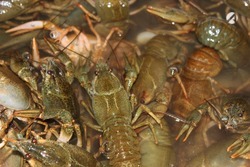 В Астраханской области в автомобиле обнаружили 15 тысяч раков