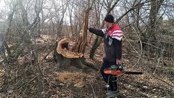 Астраханца задержали за незаконную вырубку 51 дерева