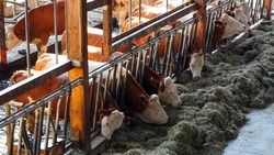 Астраханские животноводы планируют увеличить поголовье коров 