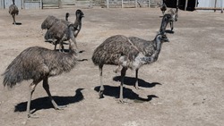 Африканские страусы обосновались под Астраханью