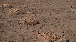В районах Астраханской области продолжают высаживать ранний картофель