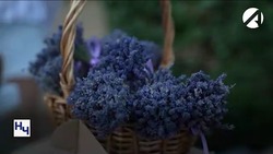 На выходных в Астрахани пройдёт фестиваль цветов